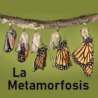 Dinámica La Metamorfosis